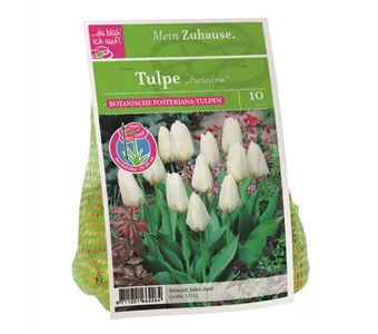 Blumenzwiebel Tulpe 'Purissima'