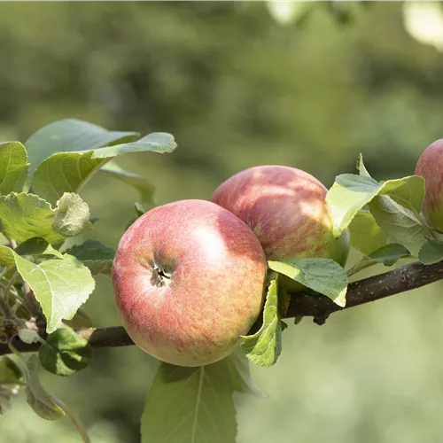 Apfelbaum einpflanzen - Tipps & Tricks