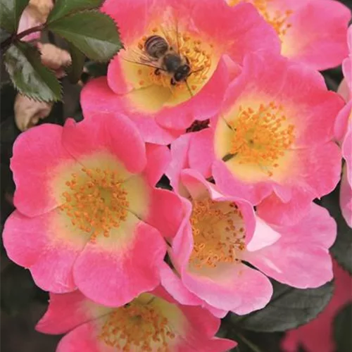Nektargarten für Bienen und Schmetterlinge