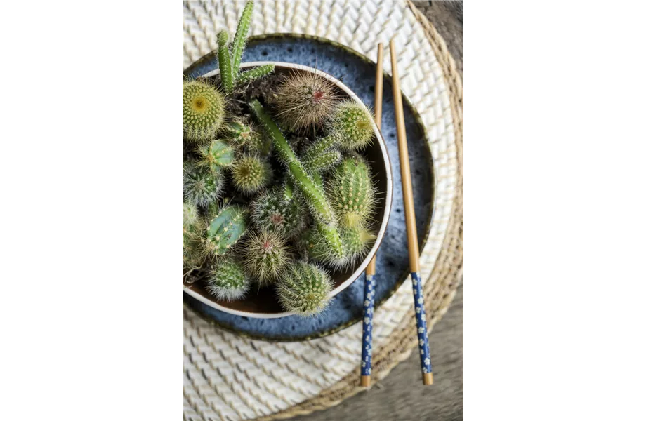 Pflanze des Monats August: Kaktus