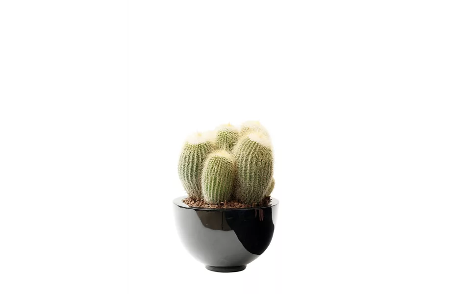 Pflanze des Monats Juli 2024: Kaktus