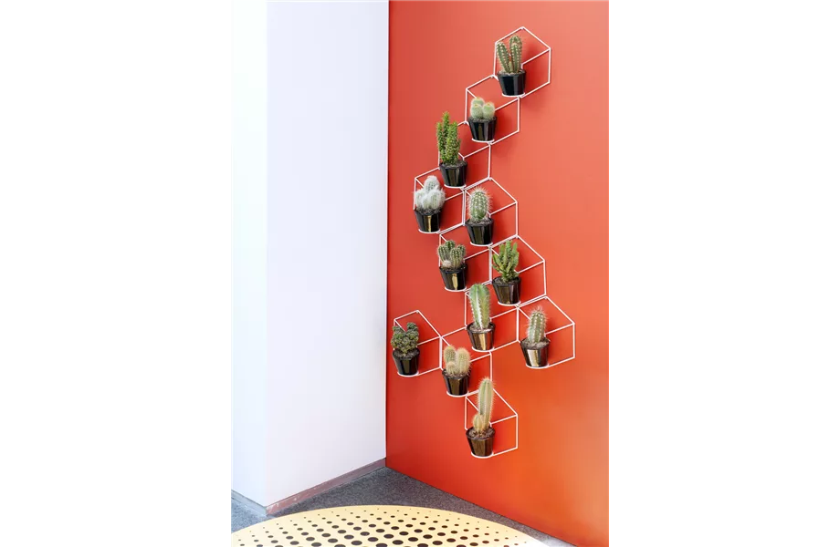 Pflanze des Monats Juli 2024: Kaktus