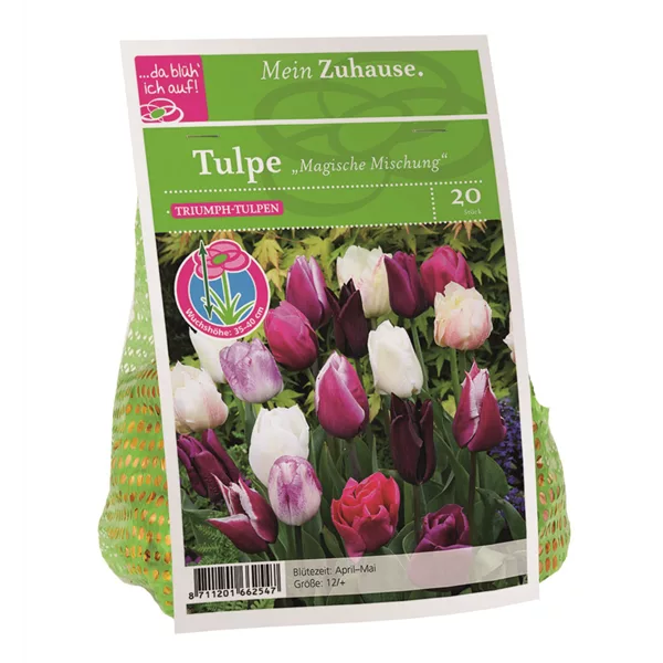 Blumenzwiebel Tulpe Magische Mischung
