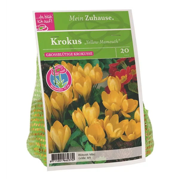 Blumenzwiebel Krokus 'Yellow Mamouth'