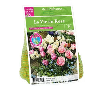 Blumenzwiebel 'La Vie en Rose'
