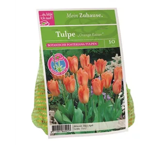 Blumenzwiebel Tulpe 'Orange Kaiser'
