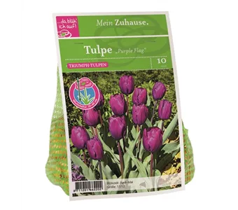 Blumenzwiebel Tulpe 'Purple Flag'