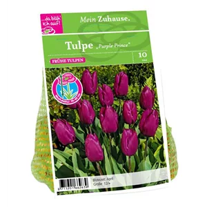 Blumenzwiebel Tulpe &#39;Purple Prince&#39;