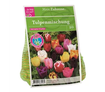 Blumenzwiebel Triumph Tulpen Mischung