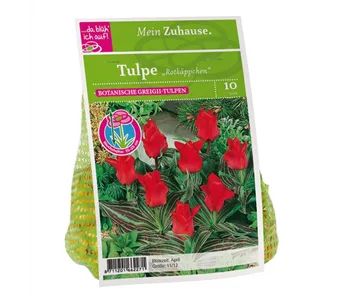 Blumenzwiebel Tulpe 'Rotkäppchen'
