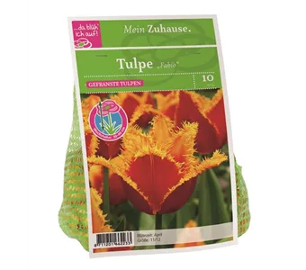 Blumenzwiebel Tulpe 'Fabio'