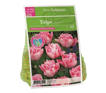 Blumenzwiebel Tulpe 'Foxtrot'