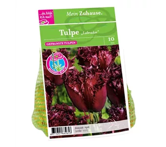 Blumenzwiebel Tulpe 'Labrador'